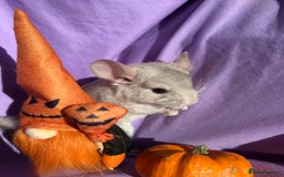 Chinchilla rodents for sale: Adorable Baby Chinchillas for Sale - Image 2