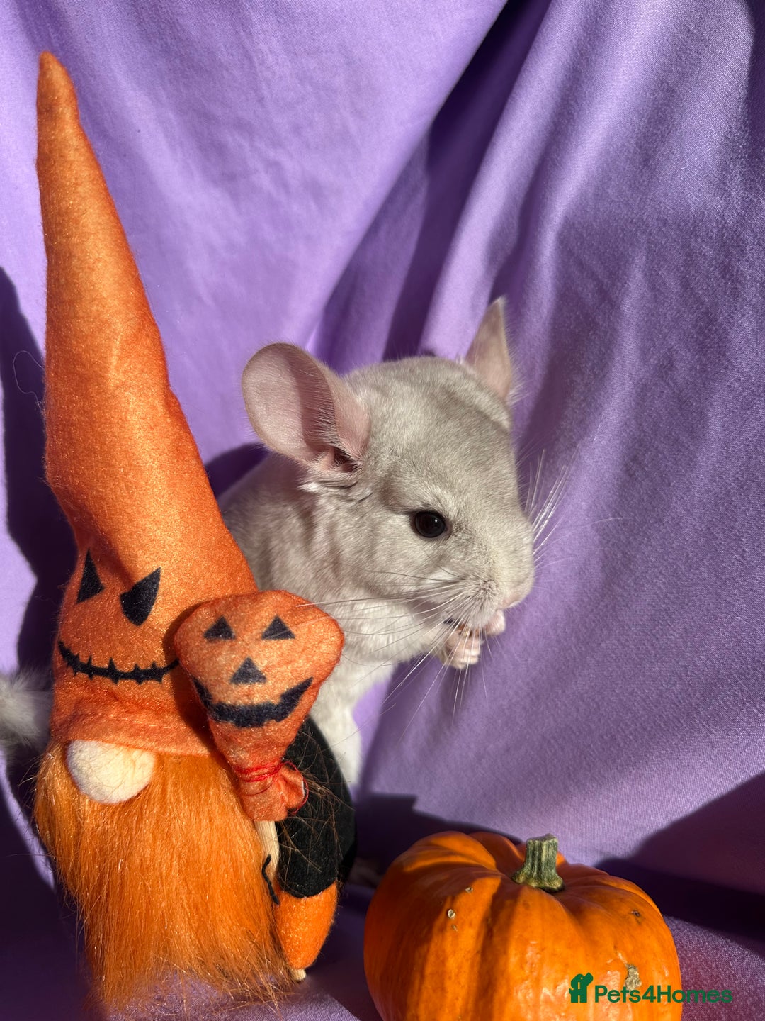 Chinchilla rodents for sale: Adorable Baby Chinchillas for Sale - Image 2