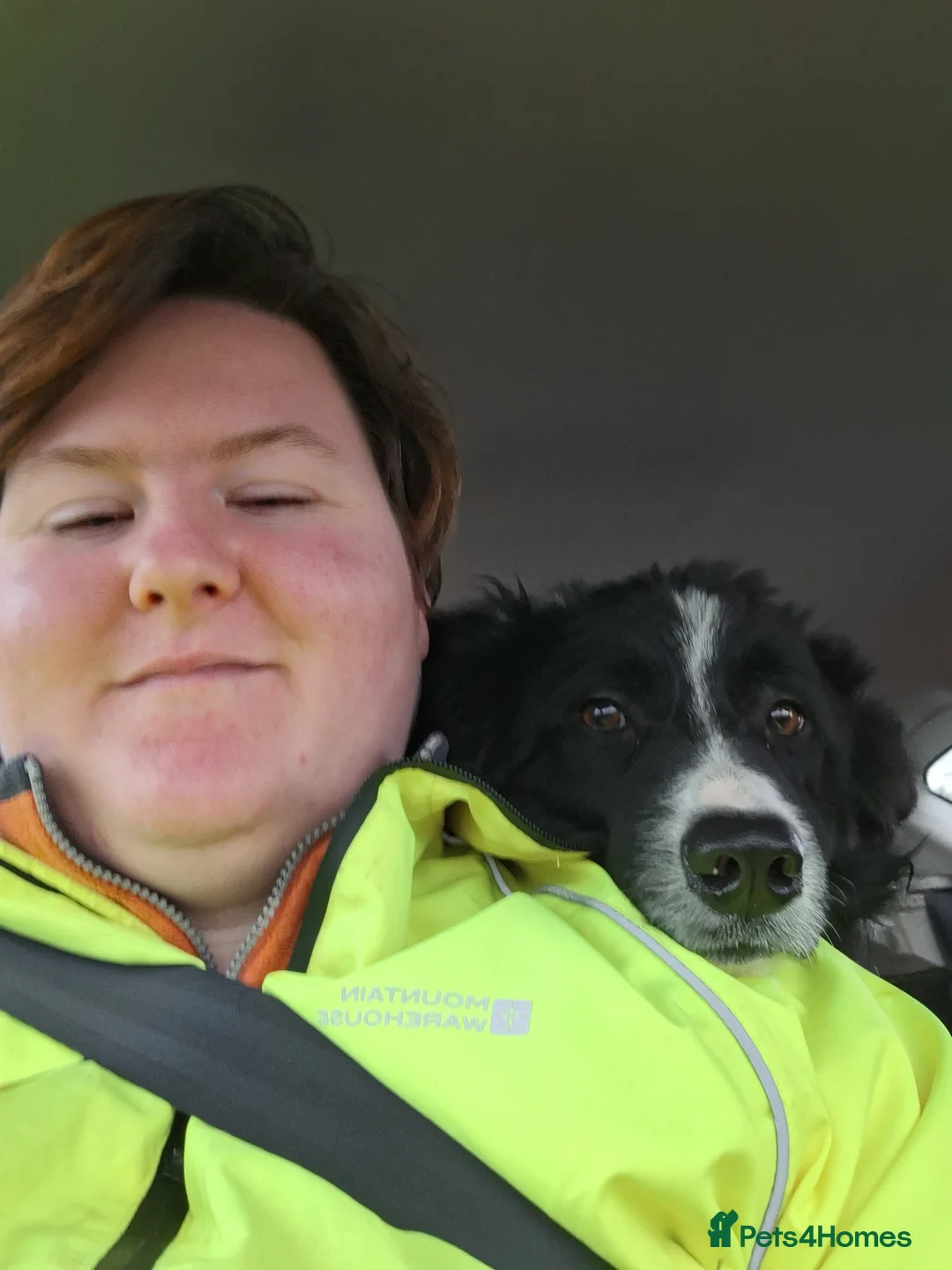 Border Collie dogs for stud: ISDS&KC Fully Tested Border Collie for Stud in Bicester - Advert 12