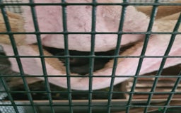 Chinchilla rodents for sale: Chinchilla boy for sale - Image 2