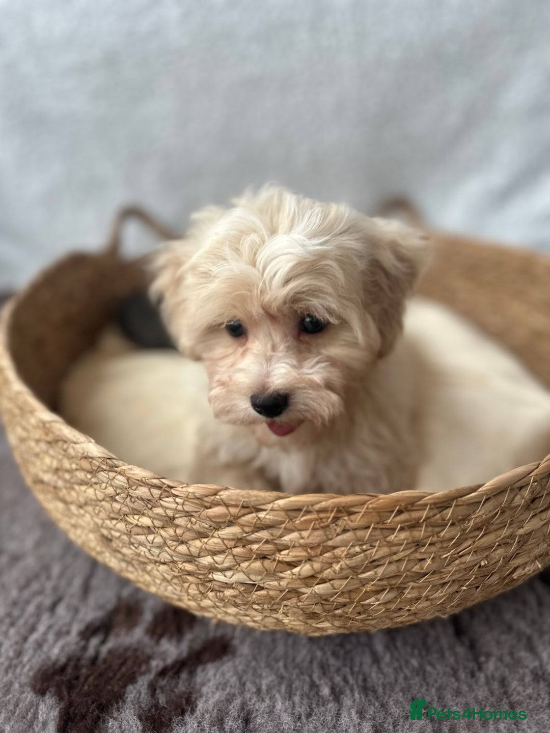 Maltipoo dogs for sale: F1 Toy Maltipoo puppys   - Image 13