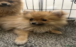 Pomeranian dogs for sale: Adorable Pom puppies 💙❤️ - Image 16