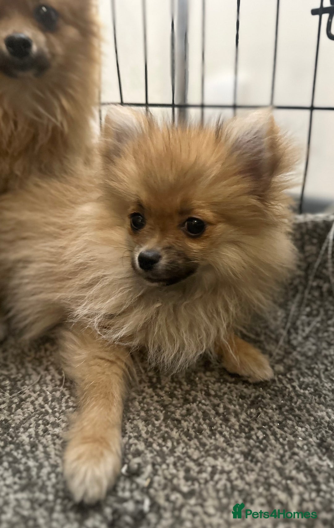 Pomeranian dogs for sale: Adorable Pom puppies 💙❤️ - Image 16