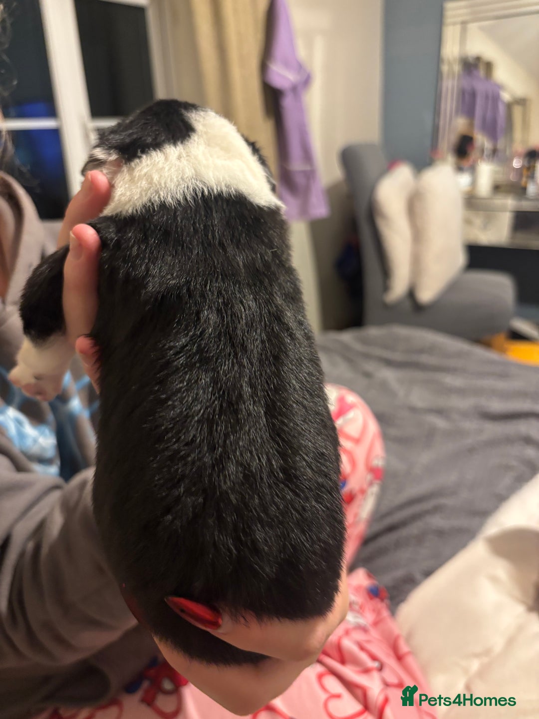 Border Collie dogs for sale: Border collie puppy’s ready to reserve  - Image 8