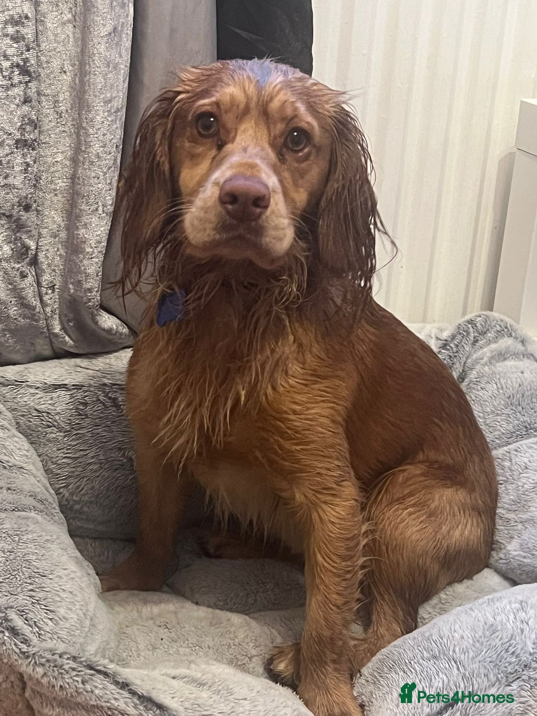 Cocker Spaniel dogs for sale: Adorable Male Cocker Spaniel - Advert 4