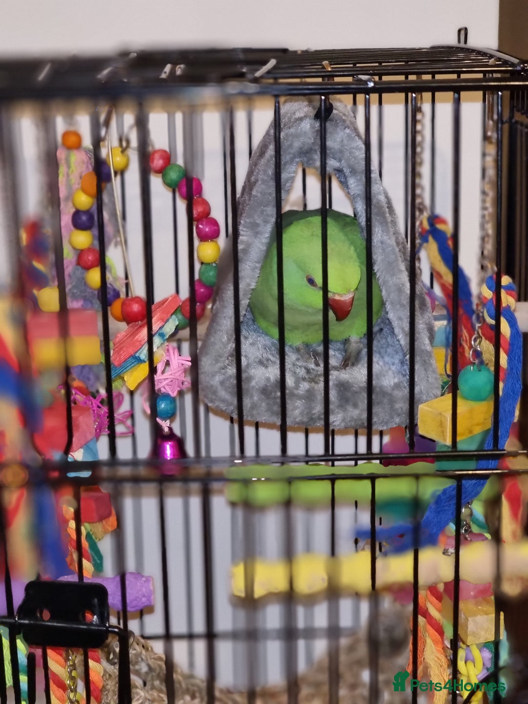 Parrots birds for sale: Indian Ringneck talking parrot + Cage + Toys - Advert 9