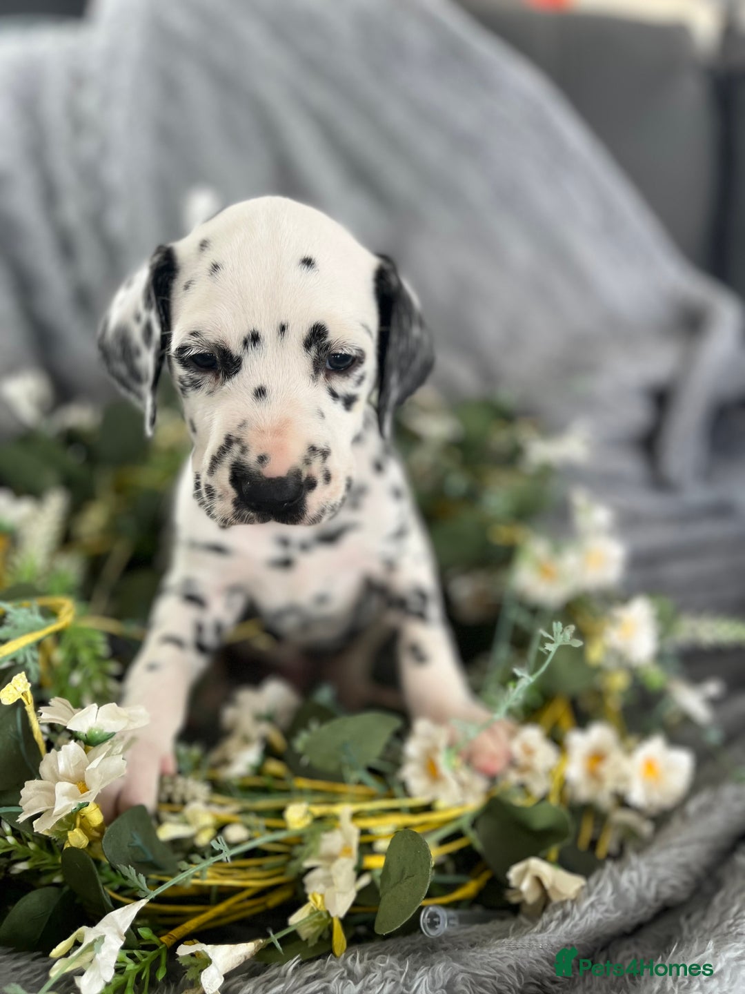 Dalmatian dogs for sale:  Just 2 full hearing puppies by champion parents  - Image 2