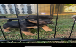 Jack Russell dogs for sale: 2 Outstanding Girl Jack Russell’s.  - Image 1