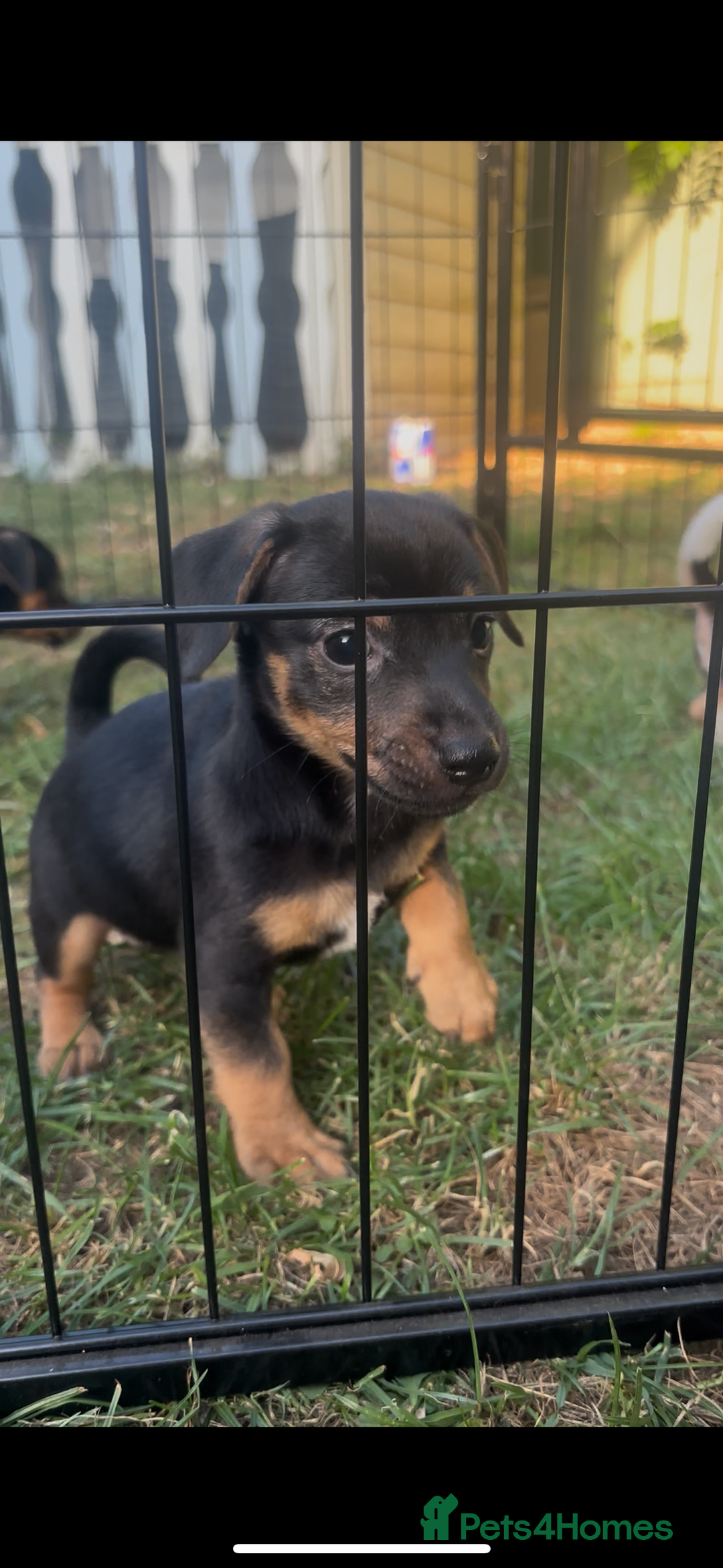 Jack Russell dogs for sale: 2 Outstanding Girl Jack Russell’s.  - Image 1