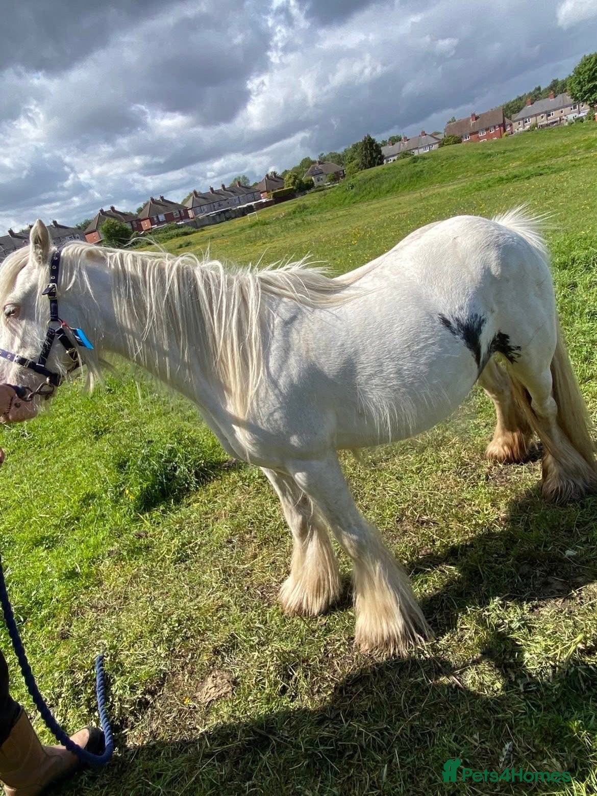 Other Breed horses Beautiful 4-Year-Old Cob Mare – Family Pony - Advert 14