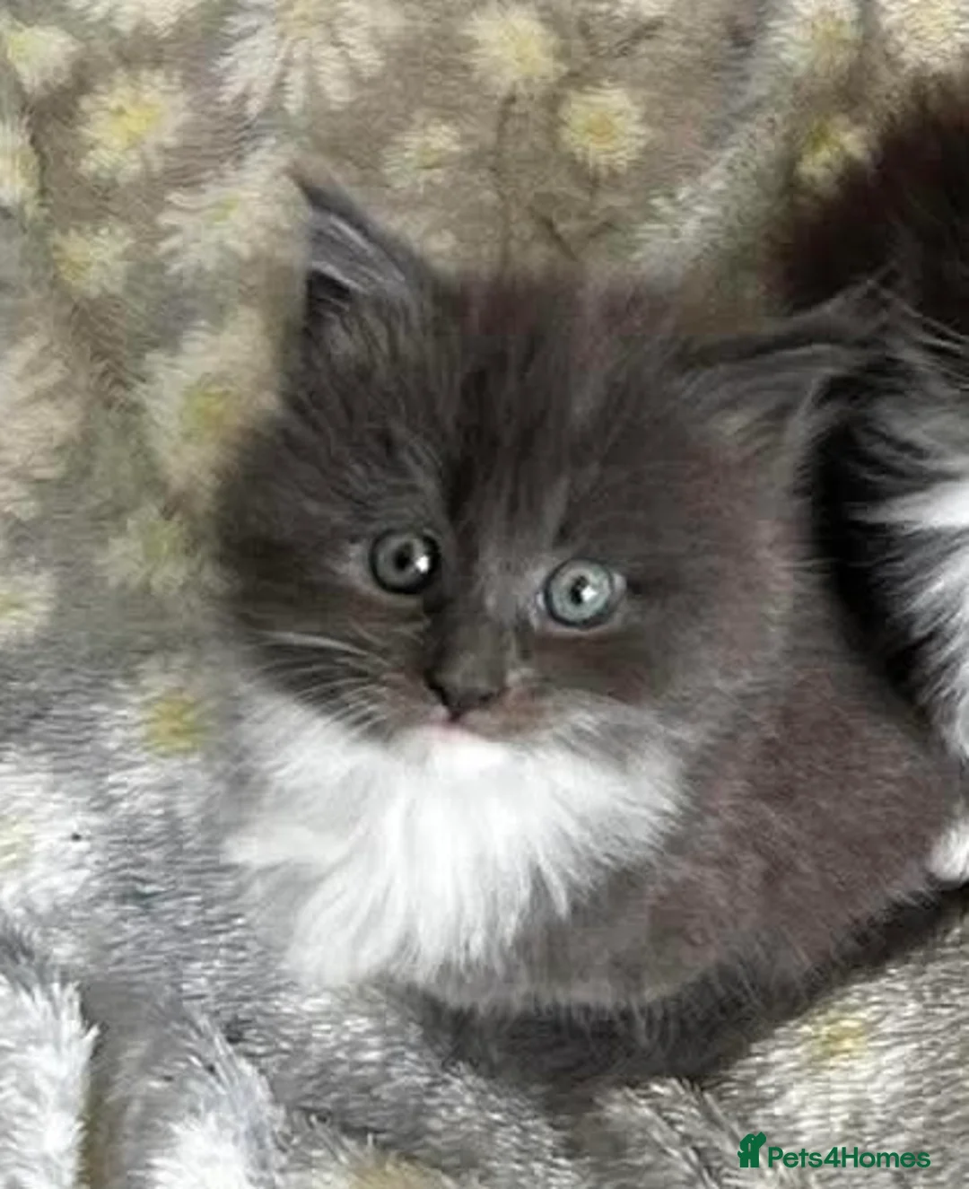 Maine Coon cats for sale: Main coon kittens  - Advert 2