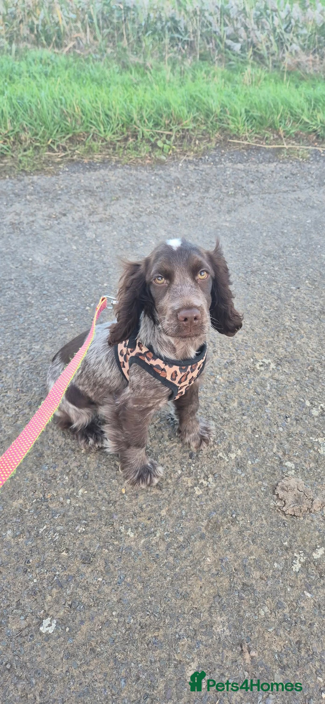 Cocker Spaniel dogs for sale: Beautiful Show Cocker Chocolate Roan Girl  - Advert 14