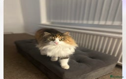 Mixed Breed cats for sale: 2 beautiful female cats looking for new home  - Image 1