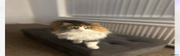 Mixed Breed cats for sale: beautiful female cat looking for new home  - Advert 6