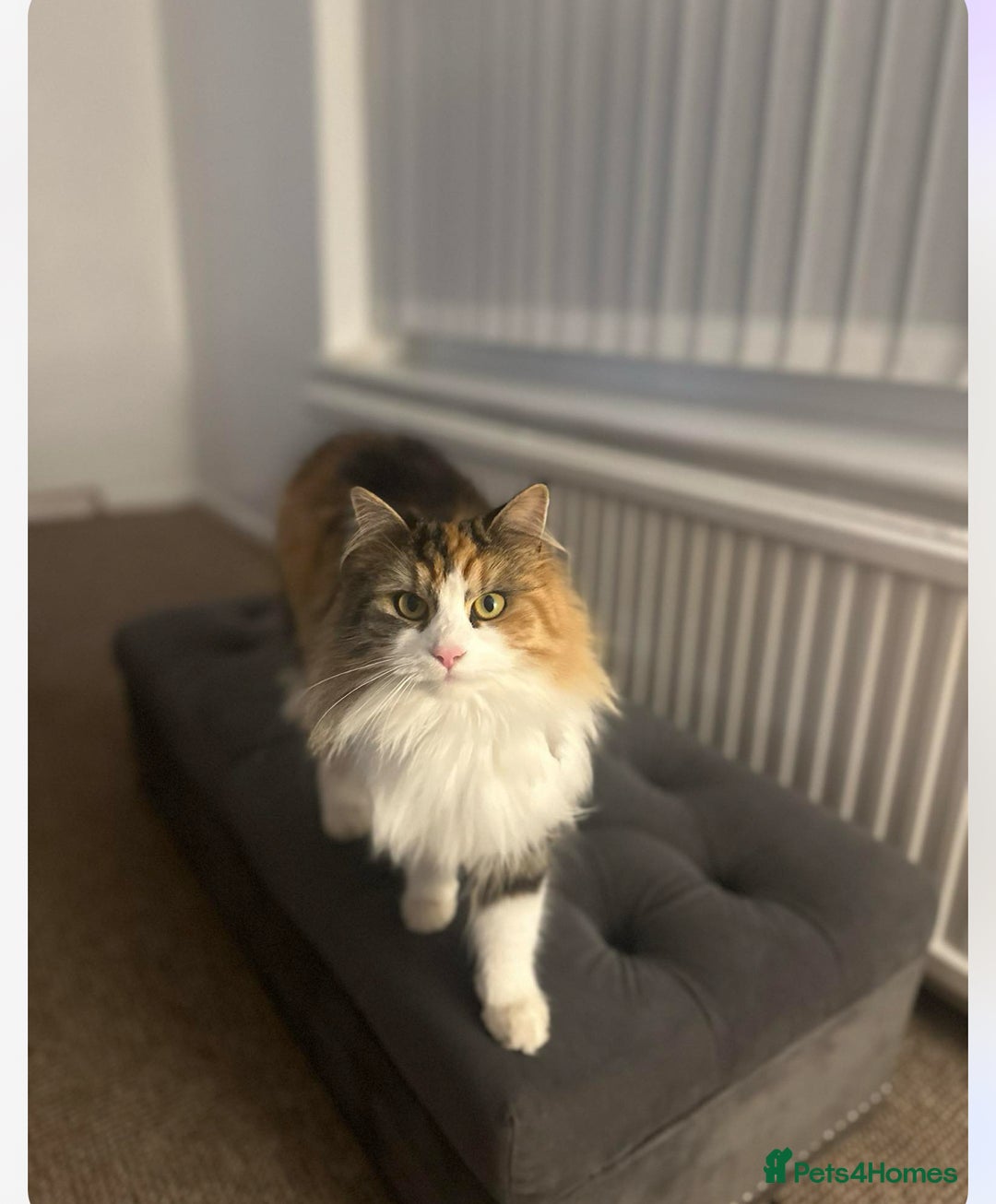 Mixed Breed cats for sale: 2 beautiful female cats looking for new home  - Image 1