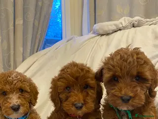 Cockapoo dogs Only 3 babies left cockapoo - Advert 9