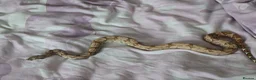 Boa Snake reptiles for sale: Male BCI for sale - Advert 3