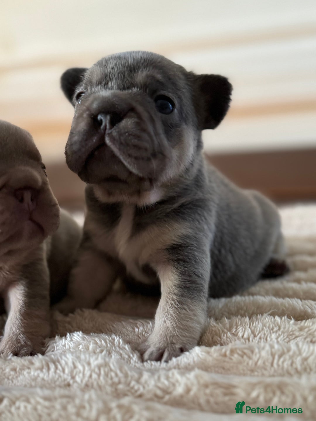 French Bulldog dogs for sale: 5 AMAZING QUALITY FRENCH BULLDOG PUPS  - Advert 22