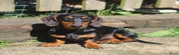 Miniature Dachshund dogs for sale: Miniature dachshund  - Advert 6