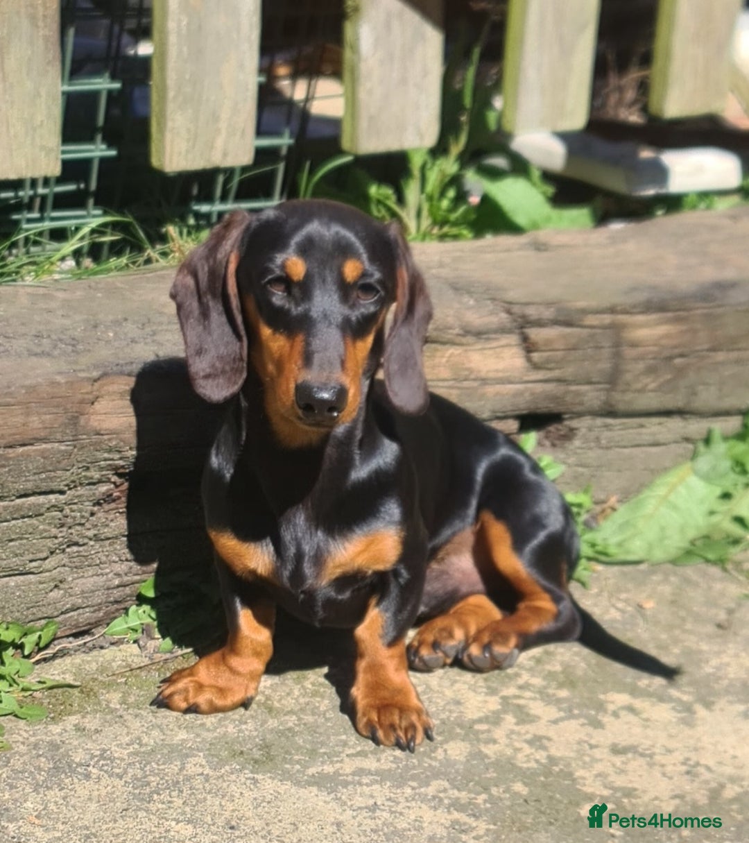 Miniature Dachshund dogs for sale: Miniature dachshund  - Advert 6