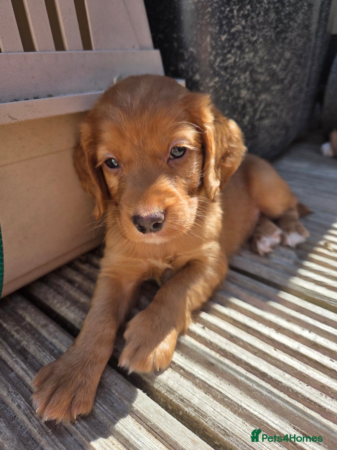 Cocker Spaniel dogs for sale: Working cocker spaniel pups - Image 19