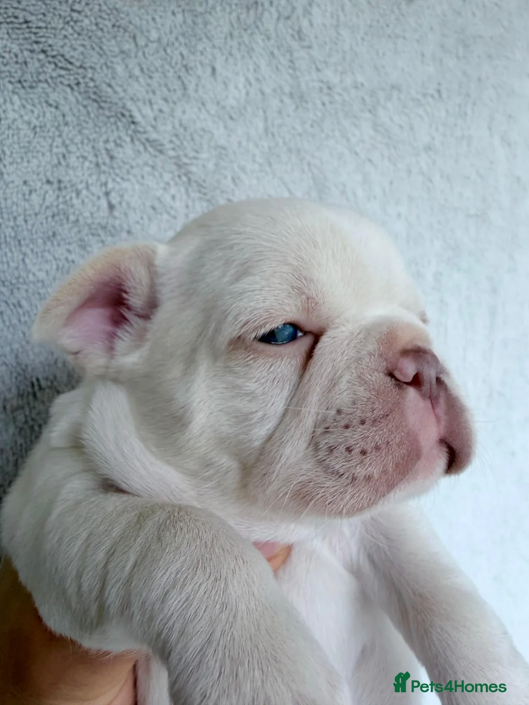 French Bulldog dogs for sale: KC registered new shade French Bulldog puppies - Advert 28