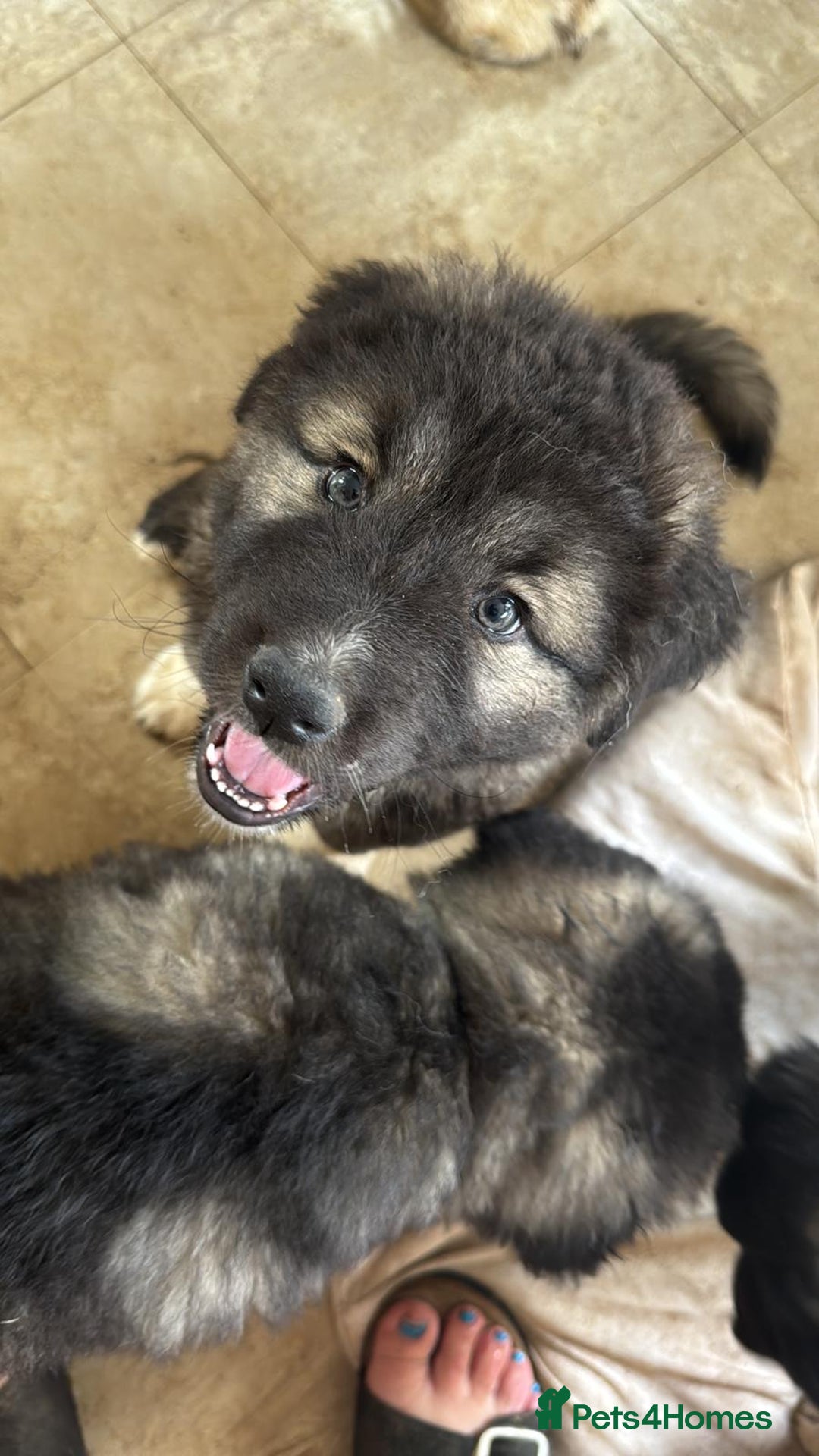 Caucasian Shepherd Dog dogs for sale: Loverly  Caucasian shepherd boy 5 months  - Advert 3