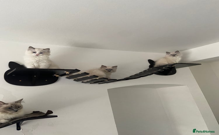 Ragdoll cats - Advert 1