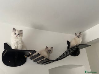 Ragdoll cats - Advert 1