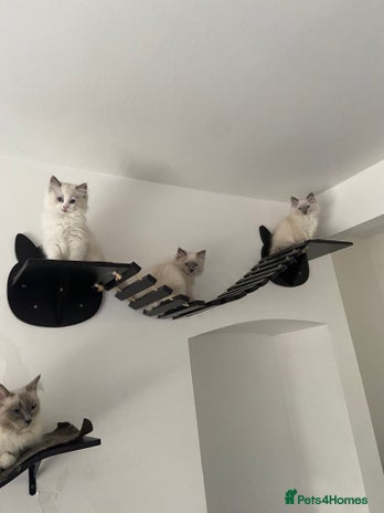 Ragdoll cats - Advert 1