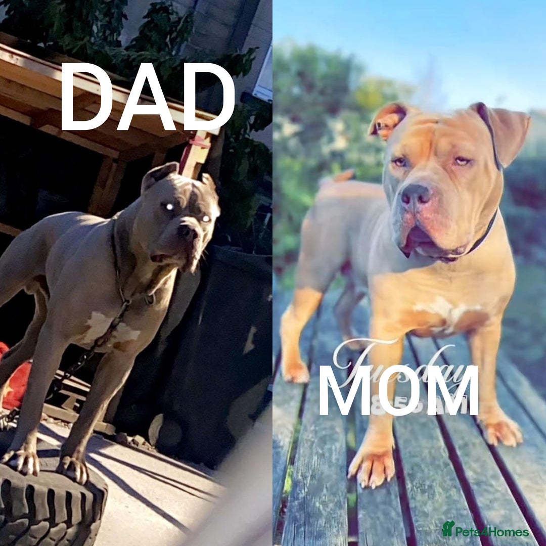 Staffordshire Bull Terrier dogs for sale: Girl Puppy 8 Weeks Old - Advert 16