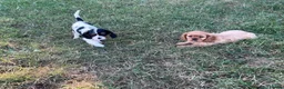 Cavalier King Charles Spaniel dogs for sale: Beautiful Cavalier Puppies Looking for Forever in Ashford - Advert 21