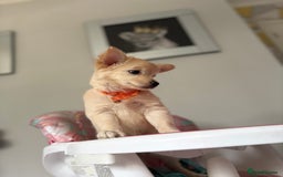Chihuahua dogs for sale: Chihuahua x Italian volpino (5 puppies left ) 🏆 - Image 32