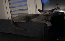 Russian Blue cats for sale: 4 years old Russian blue  - Image 1