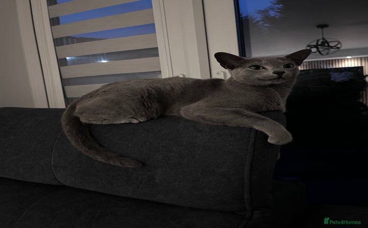 Russian Blue cats - Advert 4