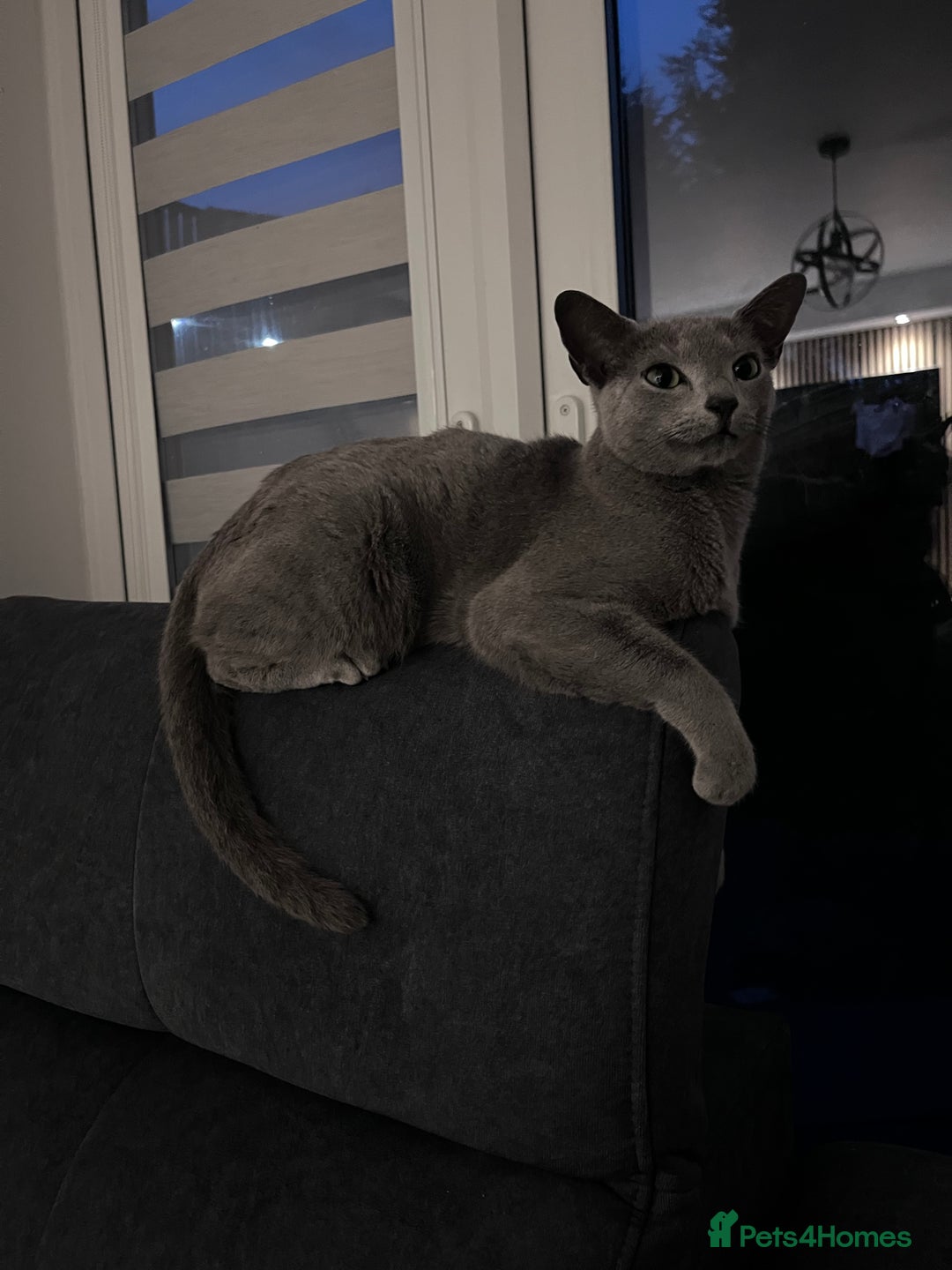 Russian Blue cats for sale: 4 years old Russian blue  - Image 1