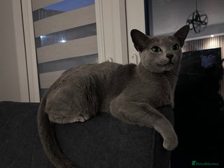 Russian Blue cats - Advert 7