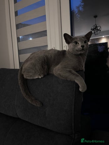 Russian Blue cats - Advert 12