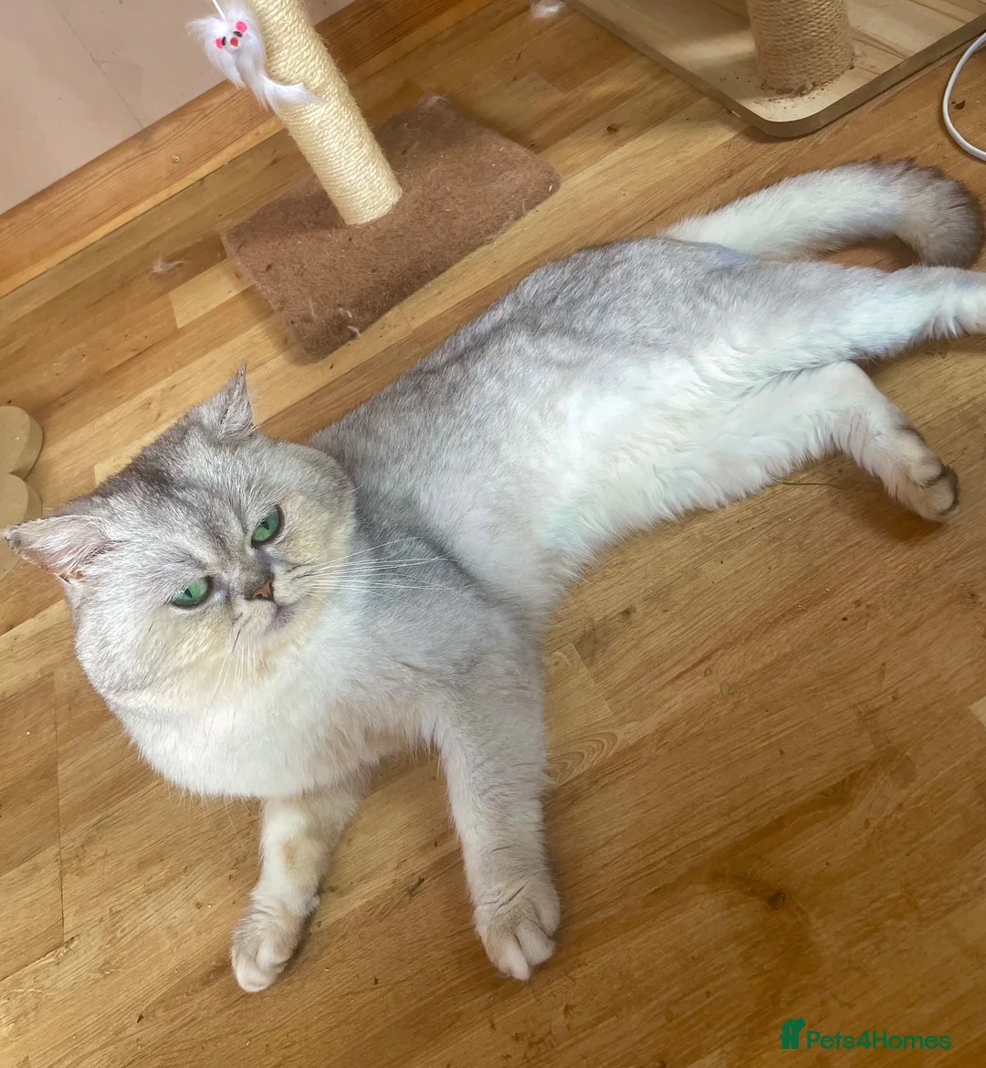 Scottish Fold cats for sale: Imported silver chinchilla Scottish fold  - Advert 2