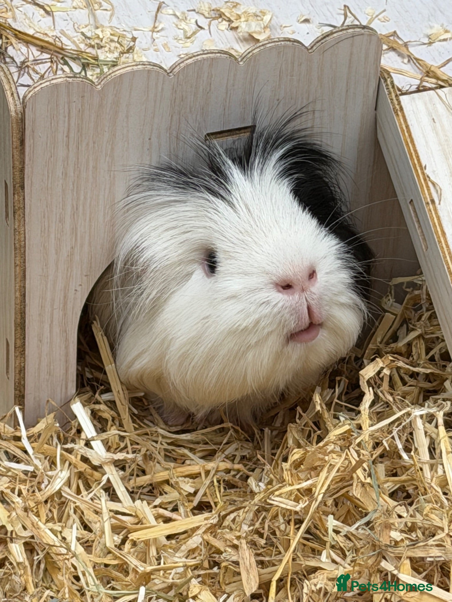 Guinea Pig rodents Guinea Pigs x 2 male - Advert 1