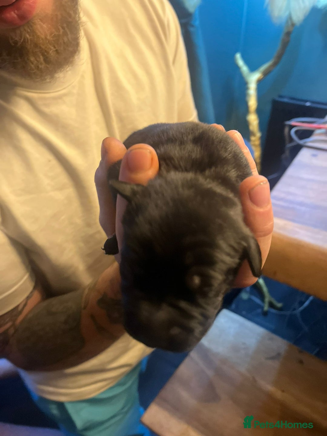 Mixed Breed dogs for sale: Blue staff x Black labrador puppies  - Advert 9