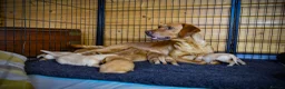 Labrador Retriever dogs for sale: Top Deep Red Quality Labrador Puppies KC Reg  - Advert 27