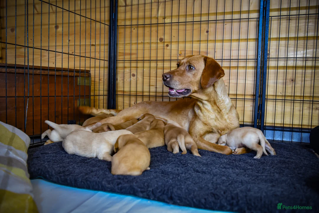 Labrador Retriever dogs for sale: Top Deep Red Quality Labrador Puppies KC Reg  - Advert 27