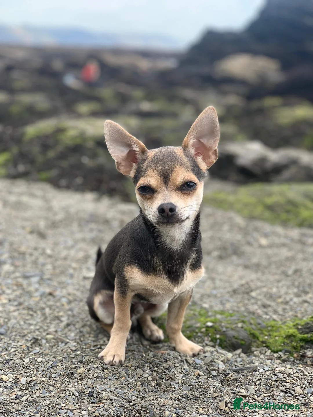 Chihuahua dogs for stud: Kenobi  - Advert 10