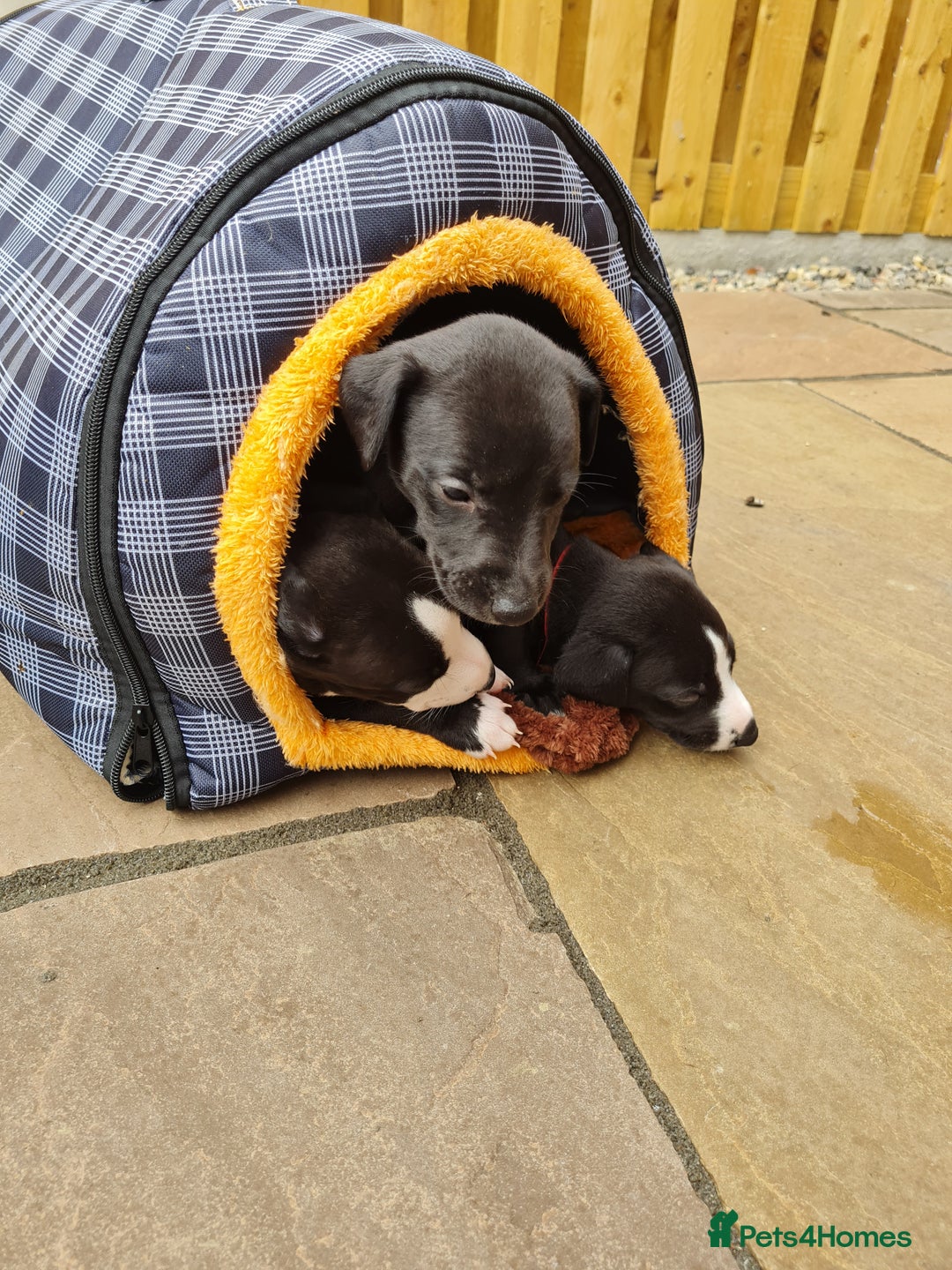 Whippet dogs for sale: Pure bred whippet puppies - Image 8