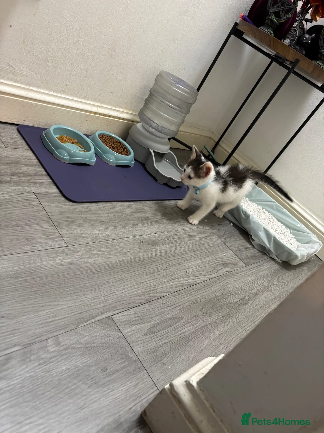 Domestic Shorthair cats for sale: Male tabby kitten in Birmingham - Advert 2