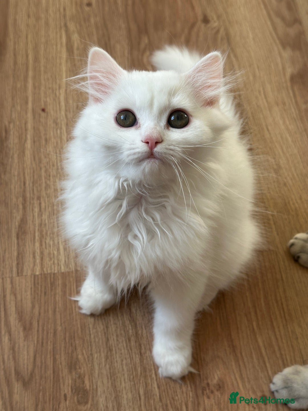 British Shorthair cats for sale: Gorgeous British Longhair & Shorthair Kittens - Image 15