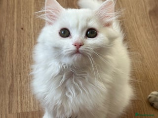 British Shorthair cats - Advert 2