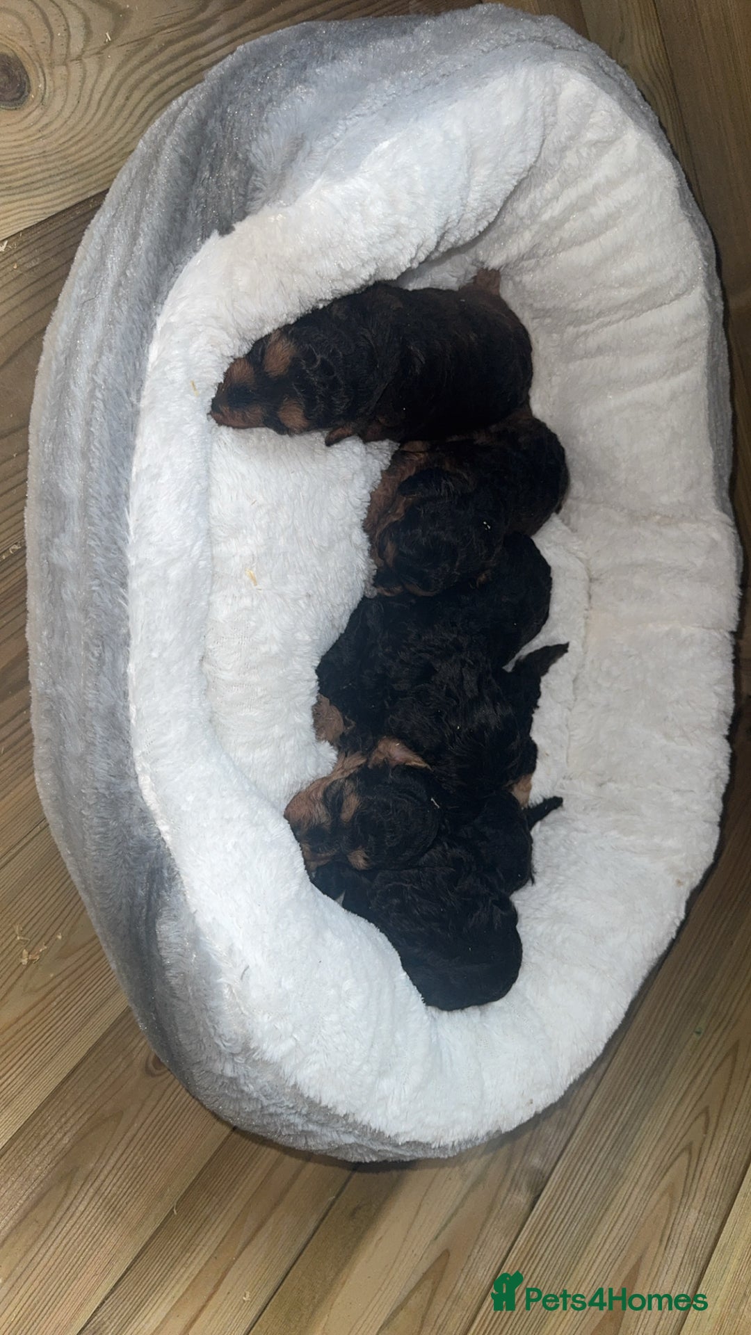 Cockapoo dogs for sale: Toy miniature cockapoo puppy’s  - Image 13