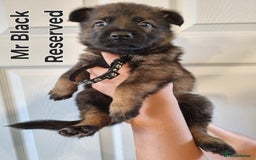 German Shepherd dogs for sale: 12 Czech KC Extensively Health Tested GSDs Puppies - Image 12